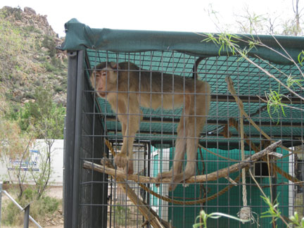 monkey (species not recorded)