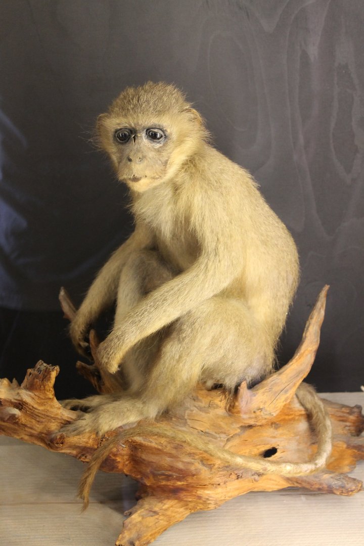 Monkey-specimen