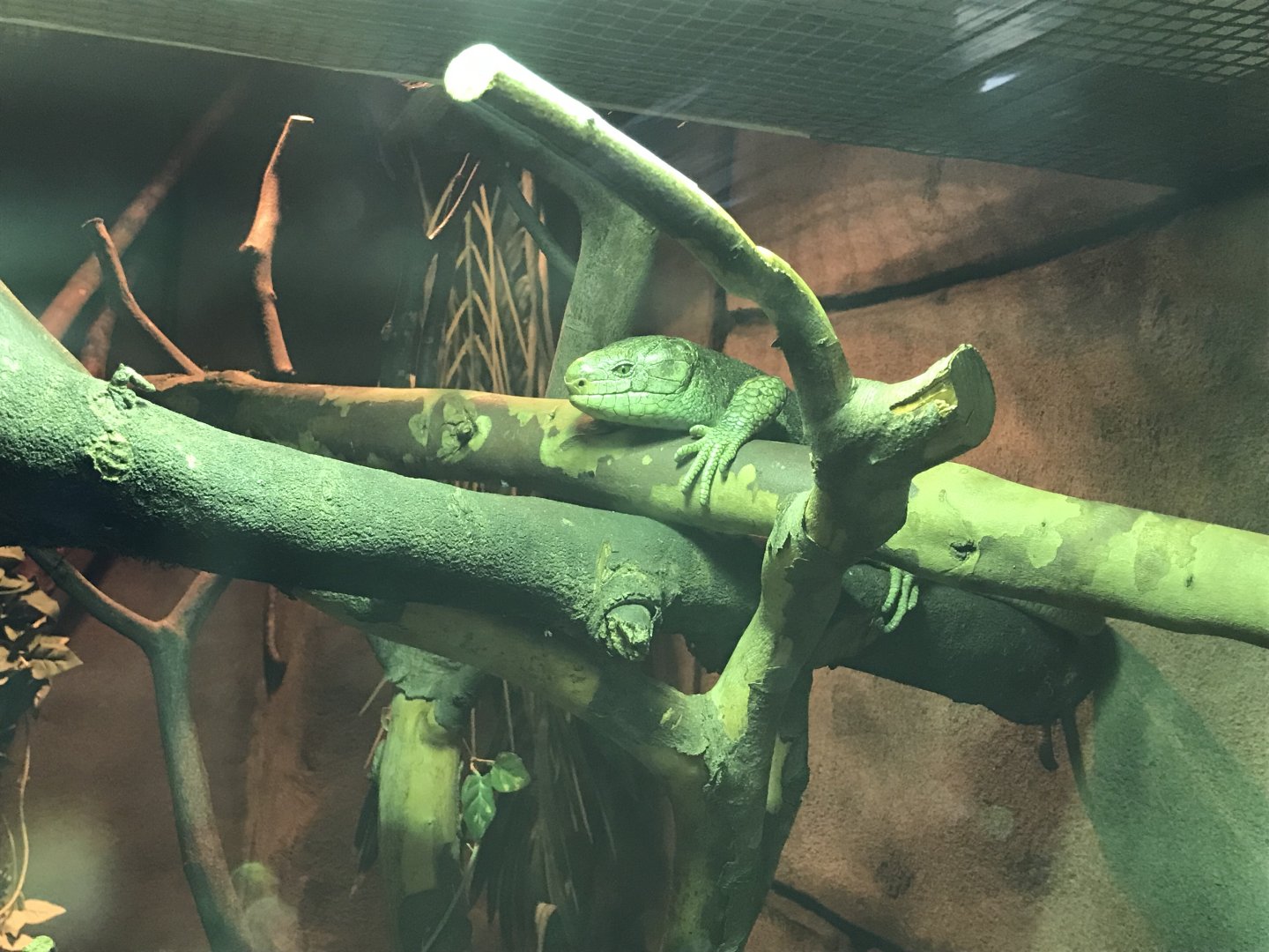 Monkey-tail skink 040319