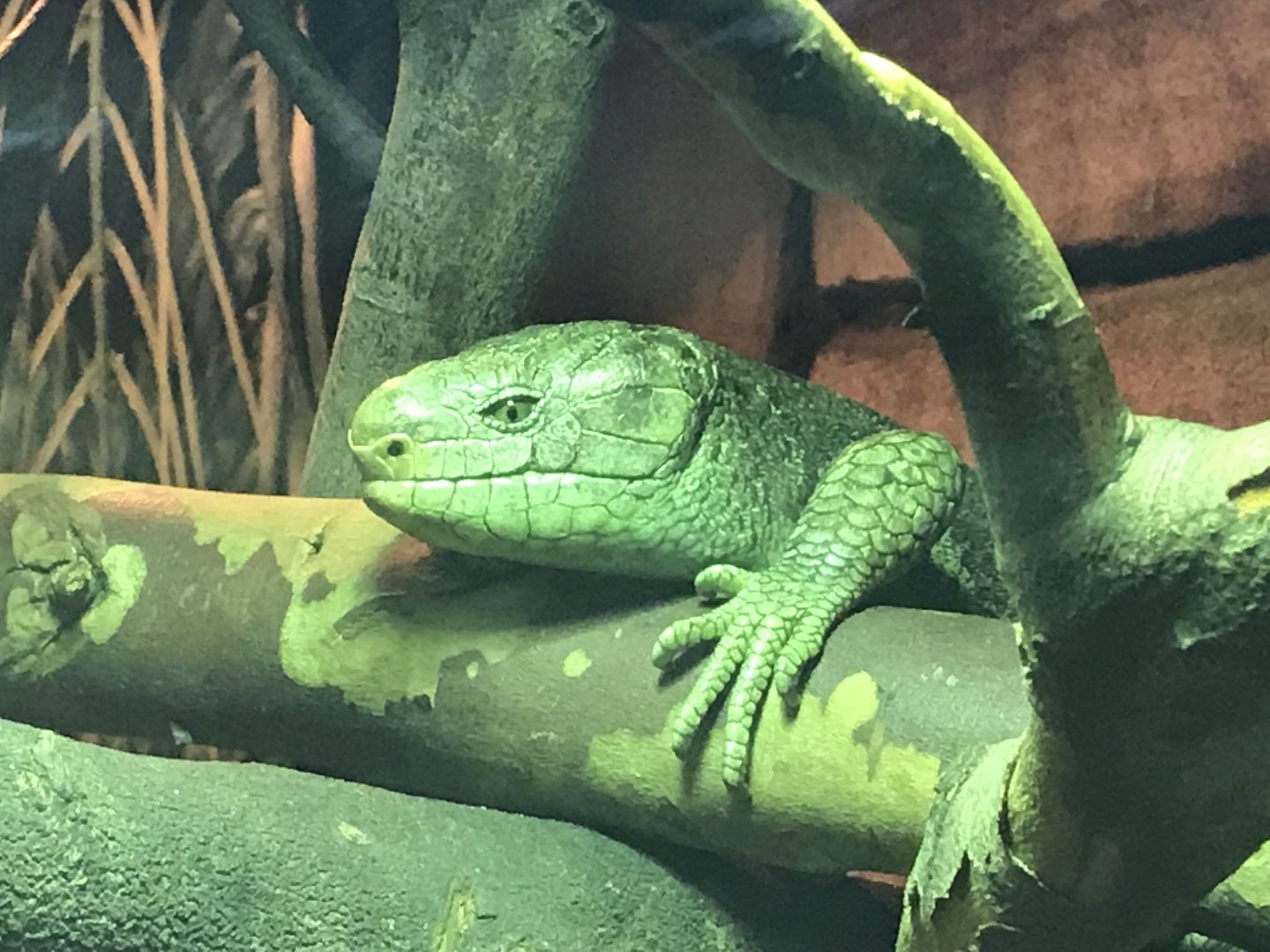 Monkey-tail skink 040319