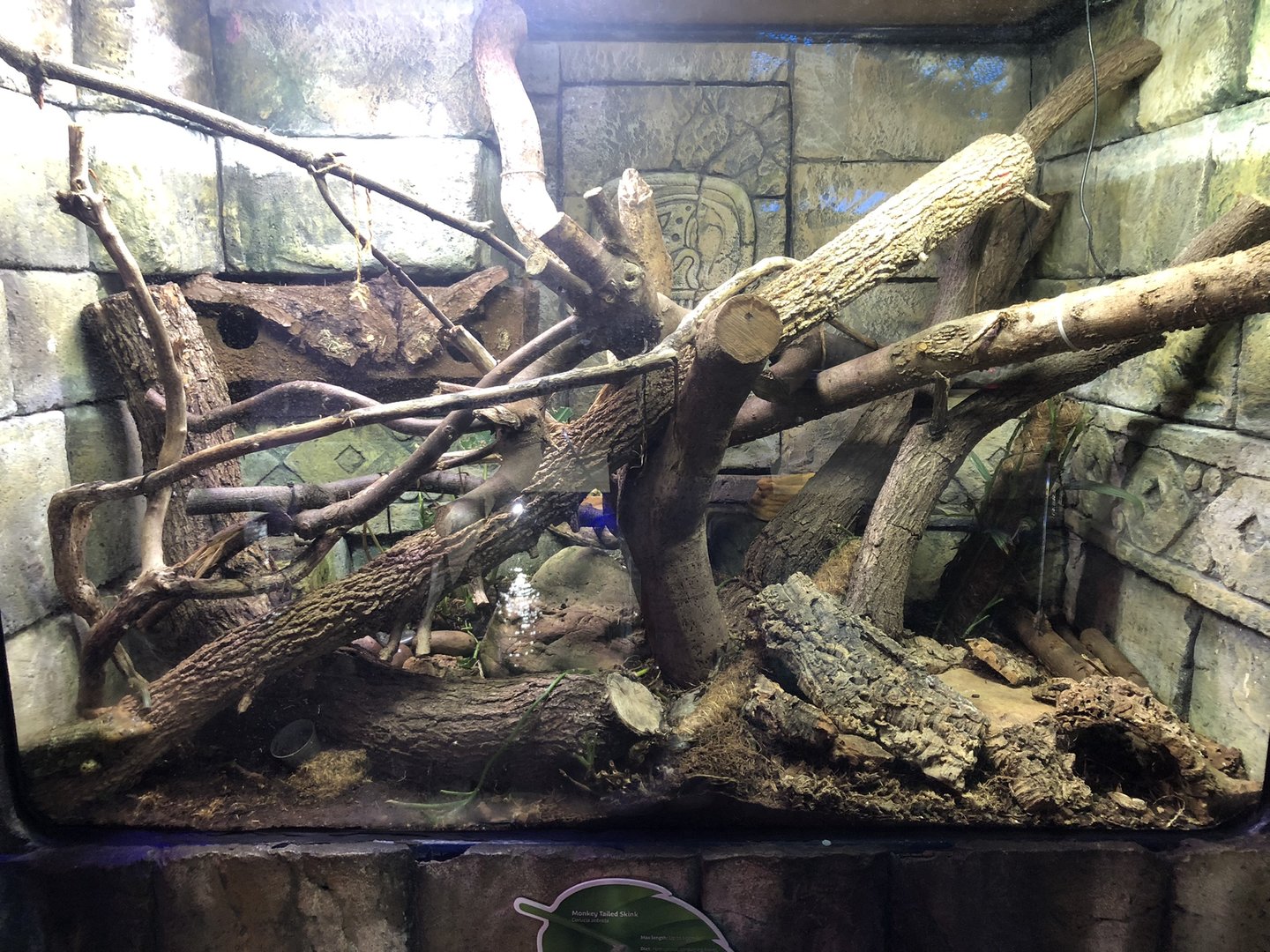 Monkey-tailed Skink Enclosure at SEA LIFE Scarborough (September 2022)