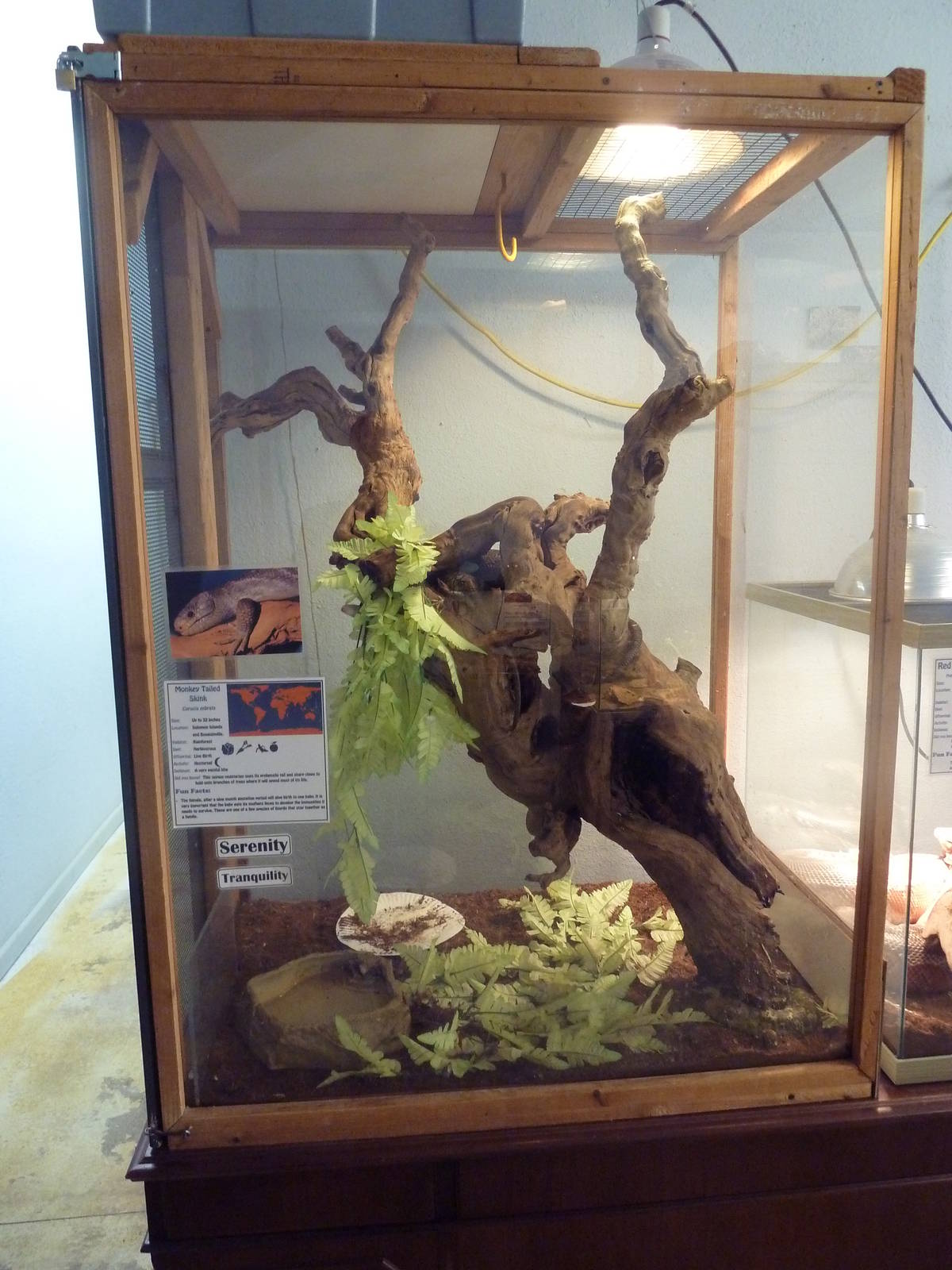 Monkey-Tailed Skink Exhibit