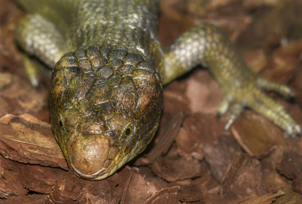 Monkey Tailed Skink