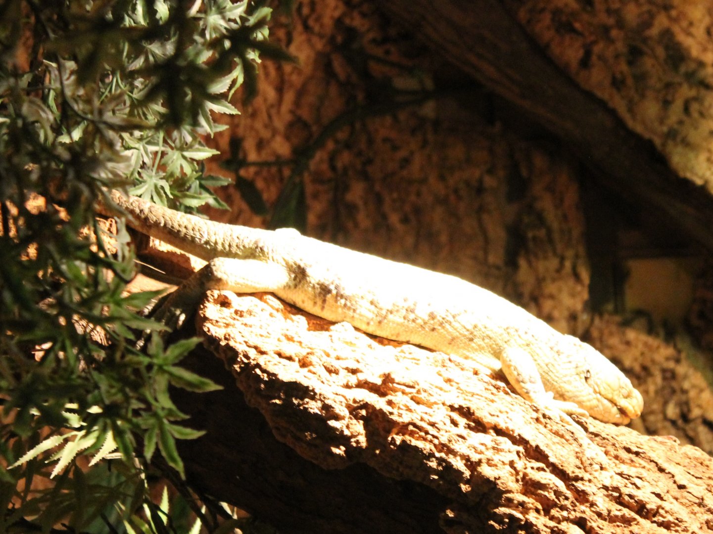 Monkey-tailed skink