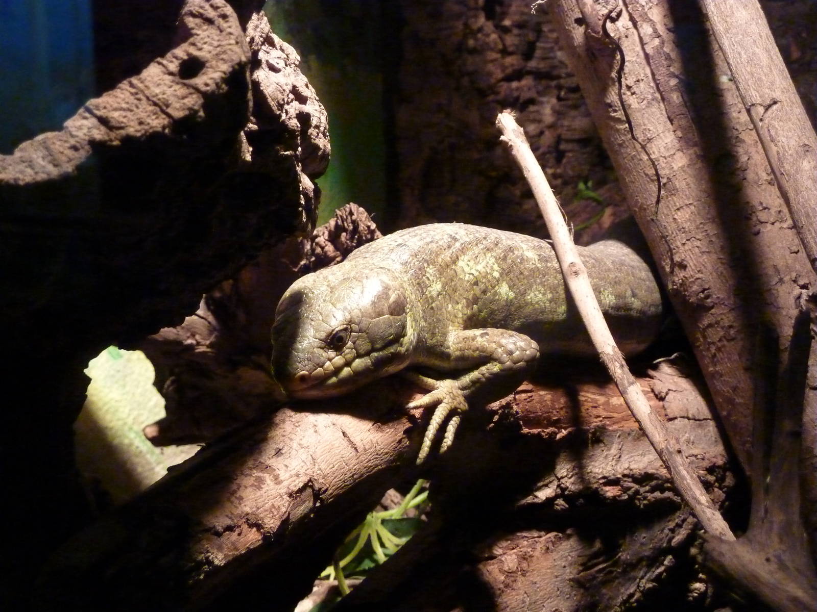 Monkey-tailed skink