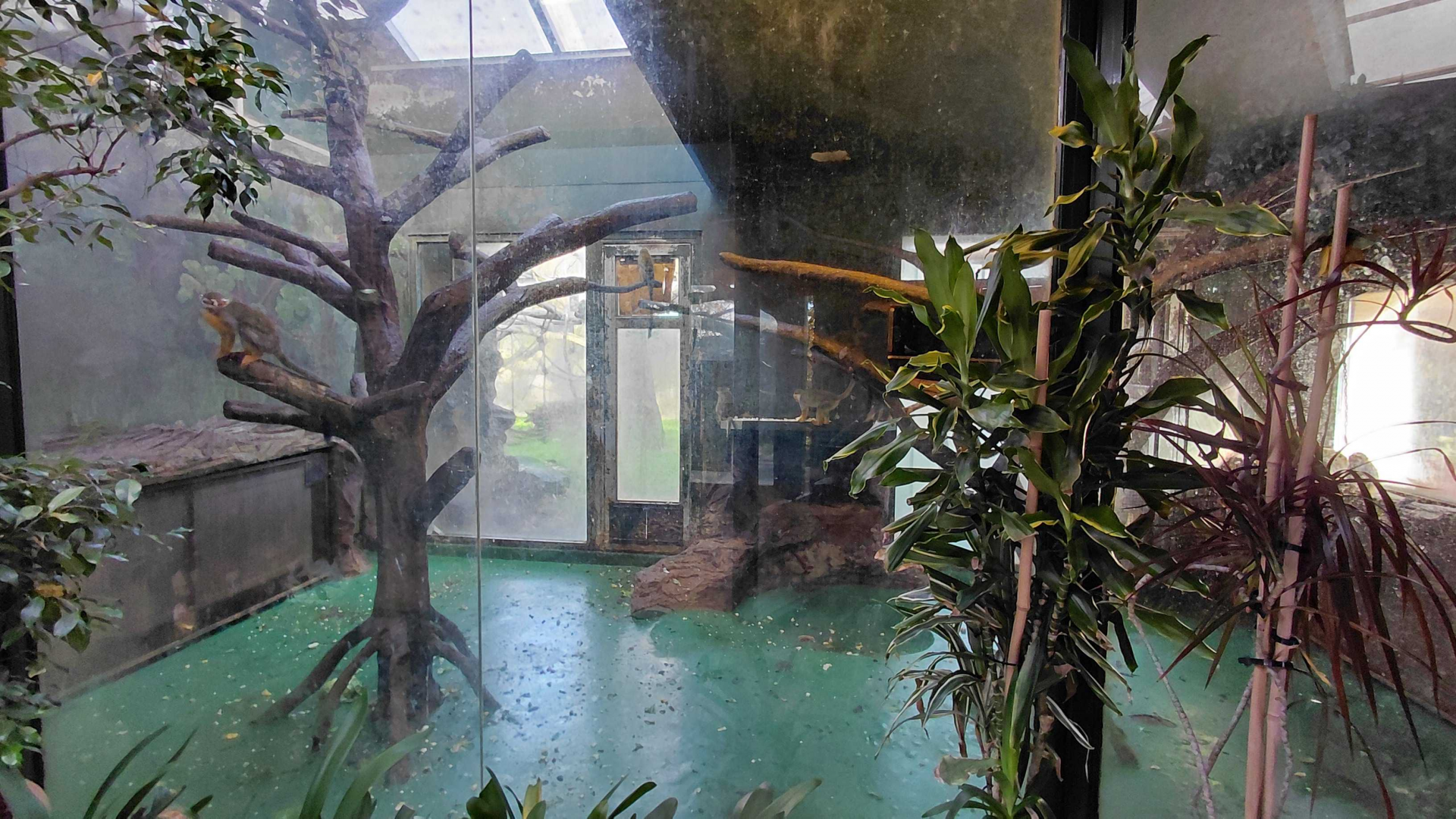 Monkey + tamandua indoor exhibit