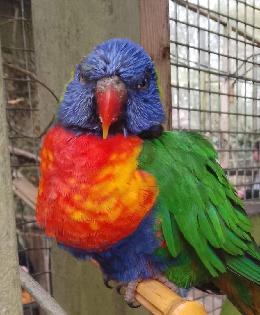 Monkey Temple- Rainbow Lorikeet 090225