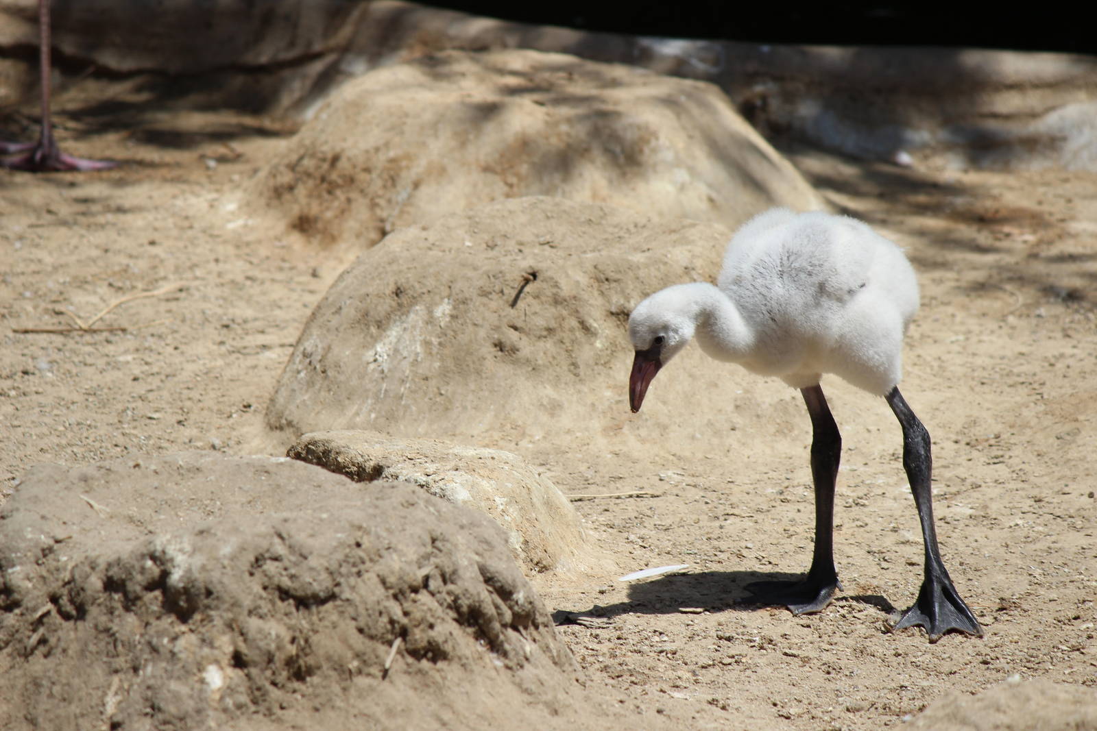 Monkey Trail - Caribbean Flamingo Chick
