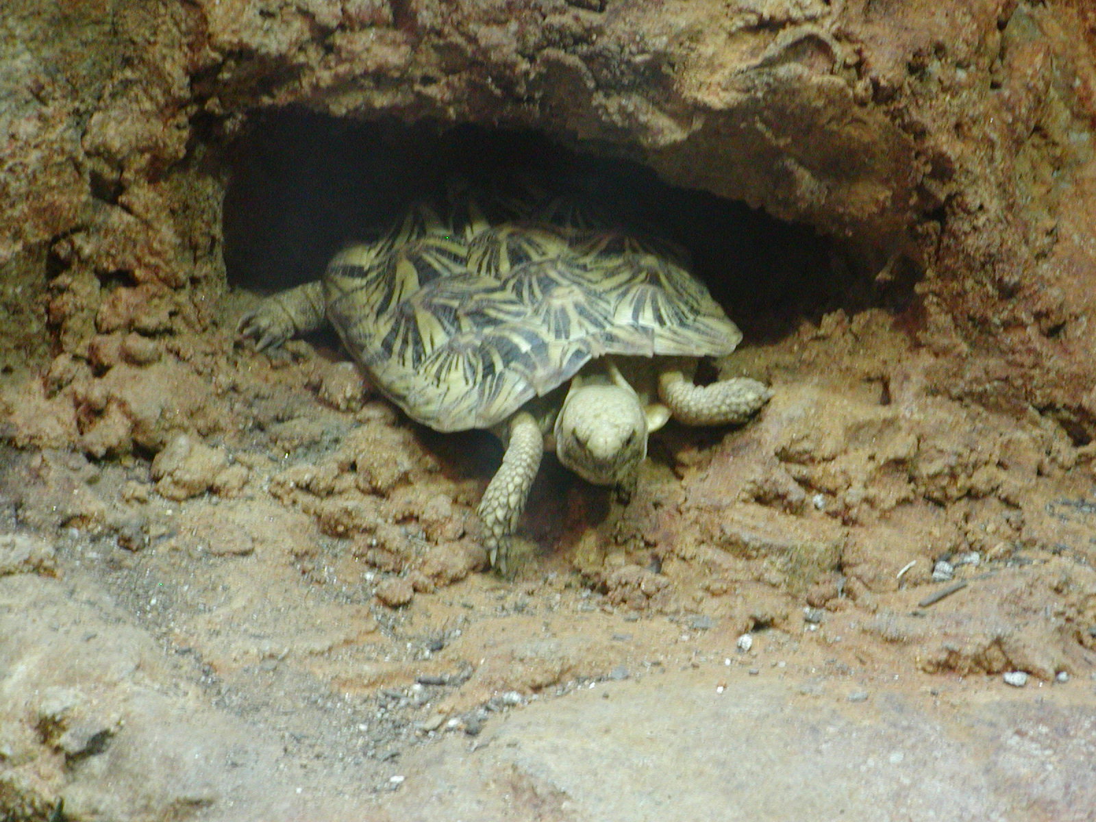 Monkey Trails and Forest Tales - Pancake Tortoise