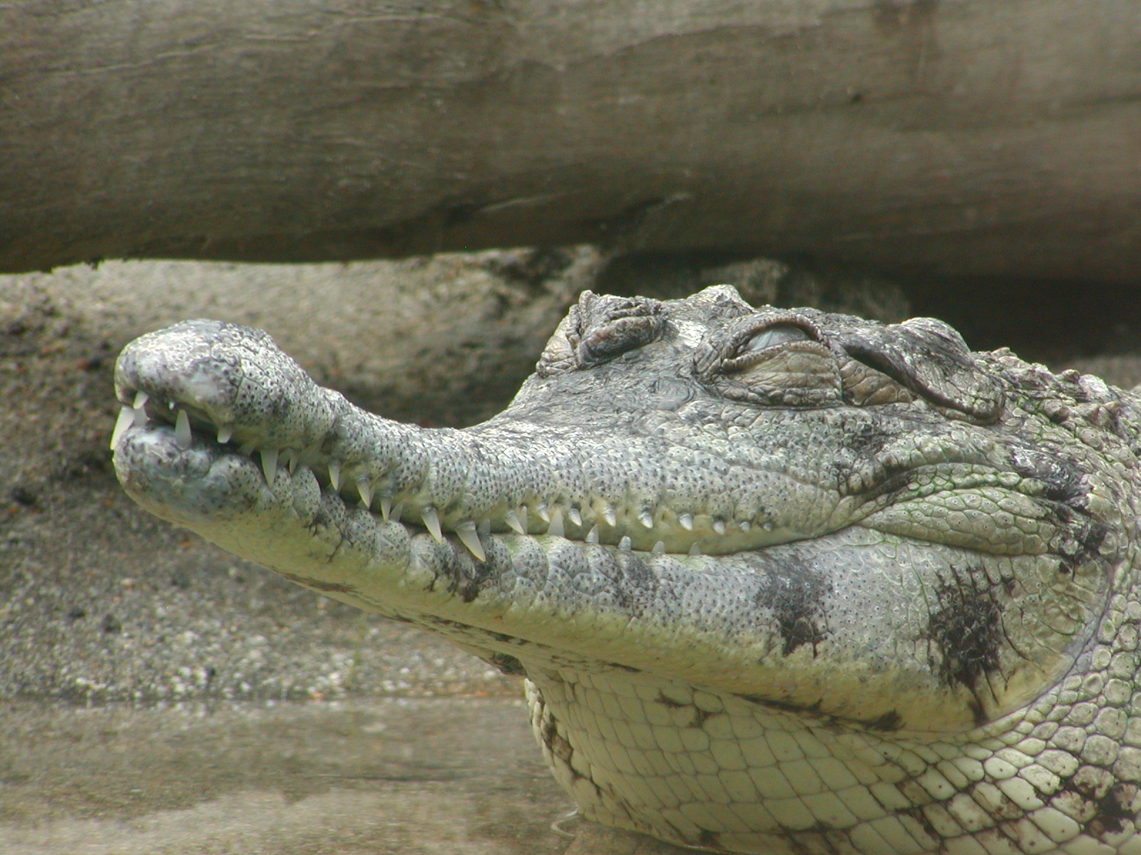Monkey Trails and Forest Tales - Slender-Snouted Crocodile
