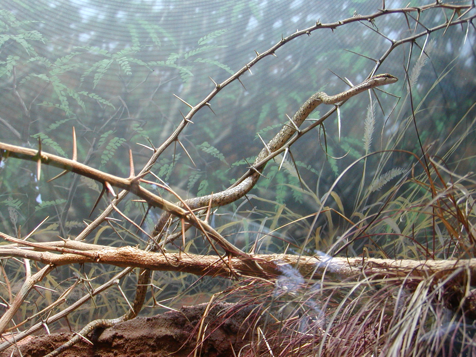 Monkey Trails and Forest Tales - Twig Snake