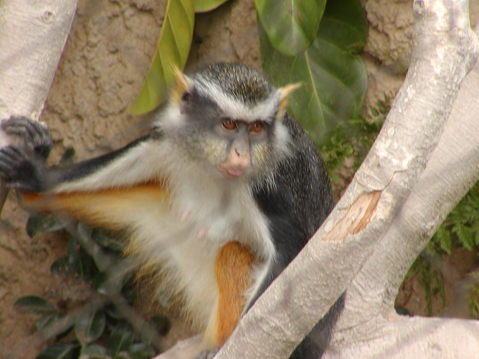 Monkey Trails and Forest Tales - Wolf's Guenon