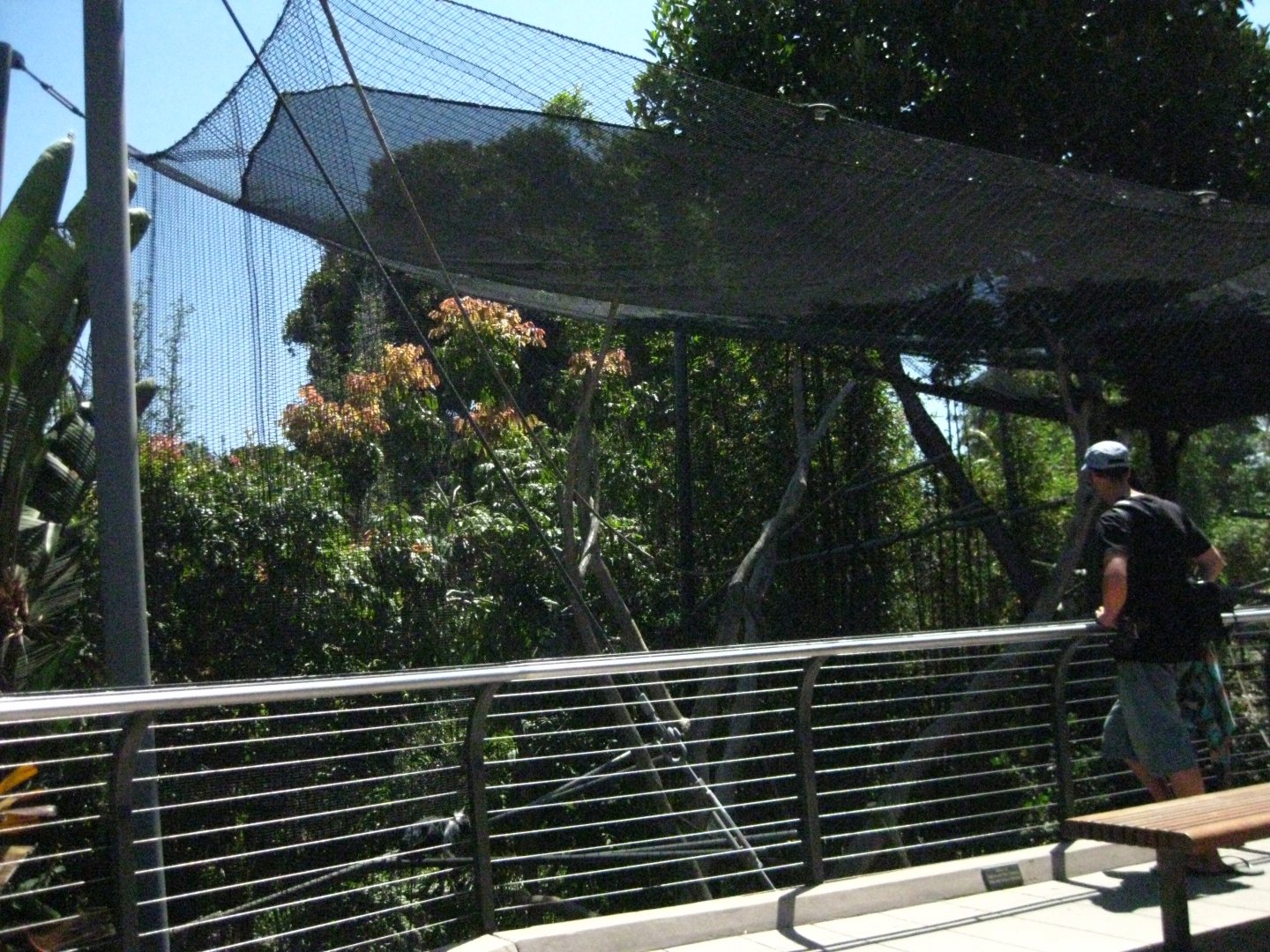 Monkey Trails and Forest Tales