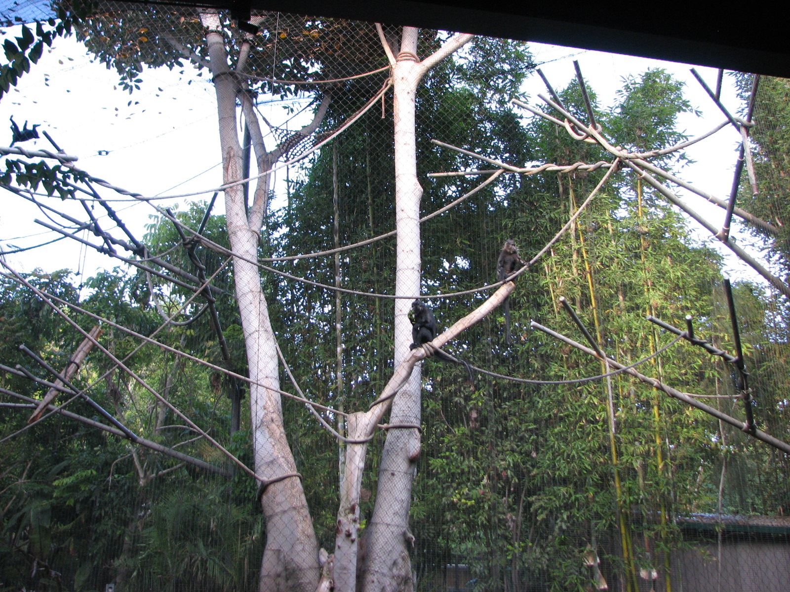 Monkey Trails - Black Mangabey and Angolan Colobus