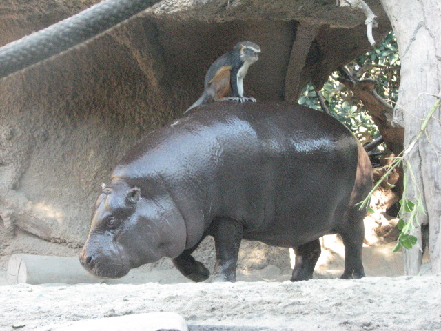Monkey Trails - Pygmy Hippopotamus and Wolf's Guenon