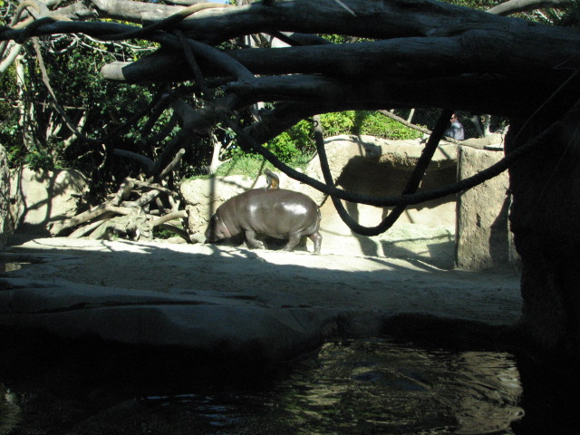 Monkey Trails - Pygmy Hippopotamus and Wolf's Guenon