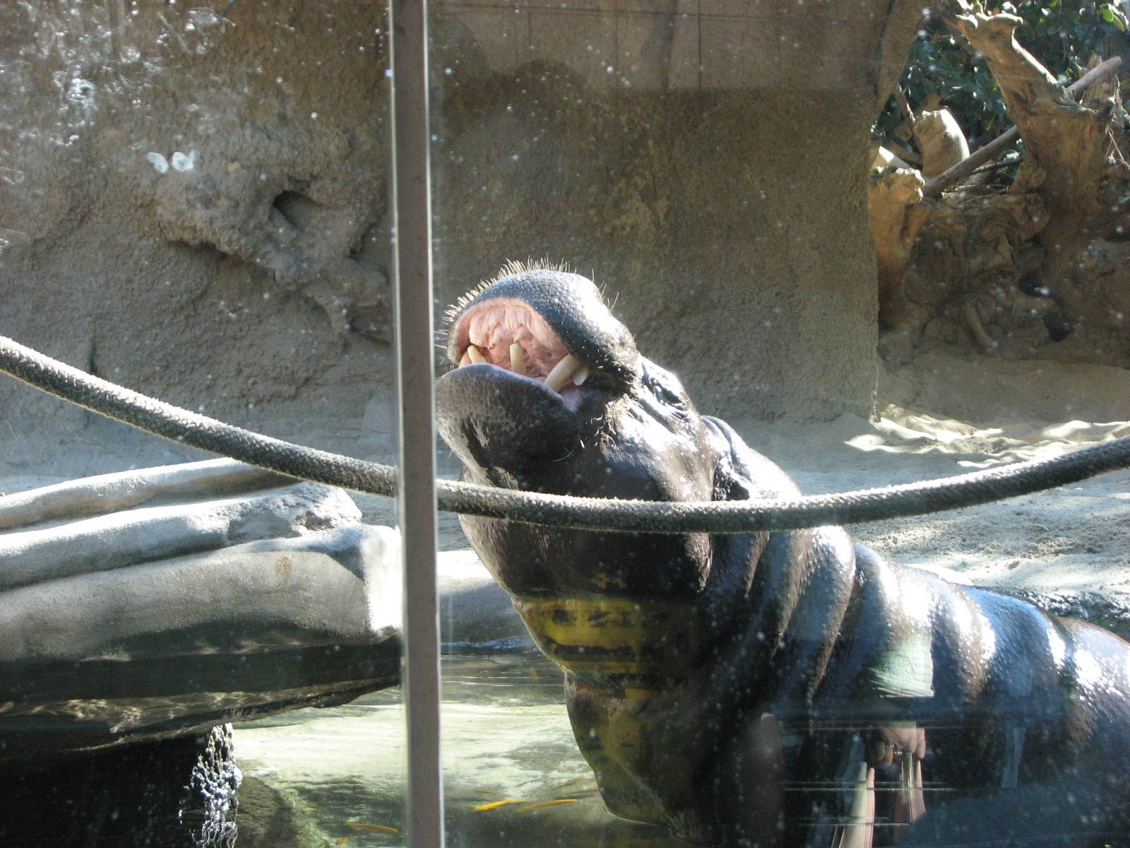Monkey Trails - Pygmy Hippopotamus