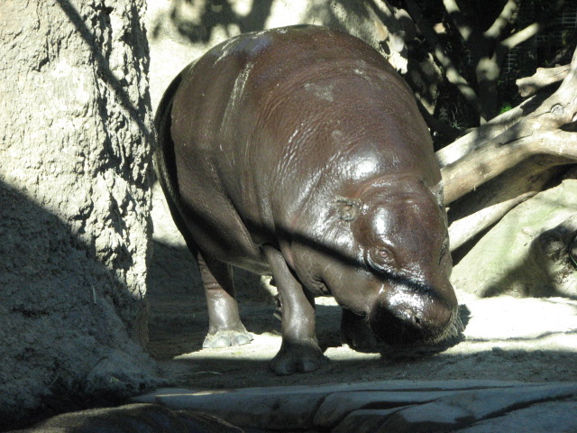 Monkey Trails - Pygmy Hippopotamus