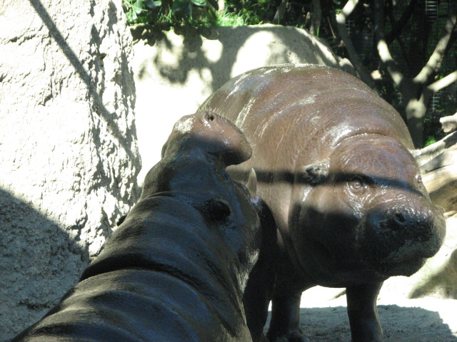 Monkey Trails - Pygmy Hippopotamus