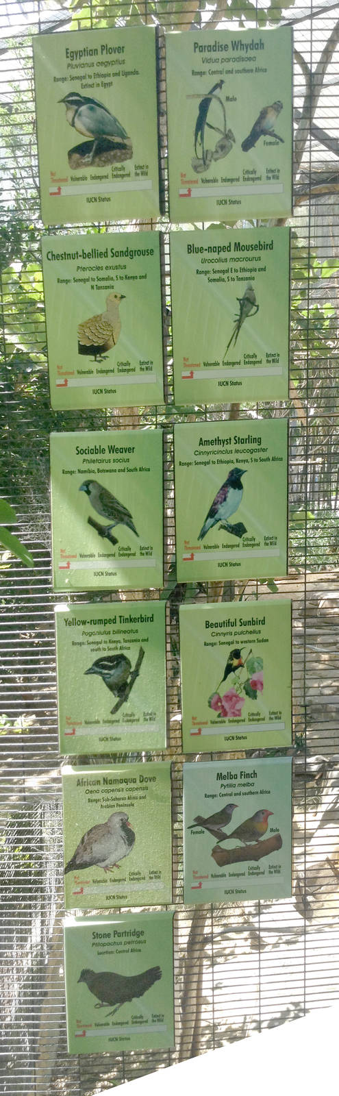 Monkey Trails - Sociable Weaver Aviary