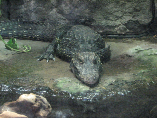 Monkey Trails - West African Dwarf Crocodile