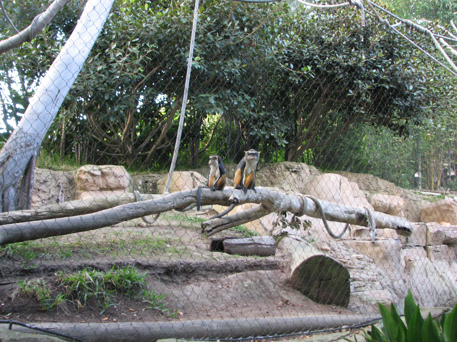 Monkey Trails - Wolf's Guenons