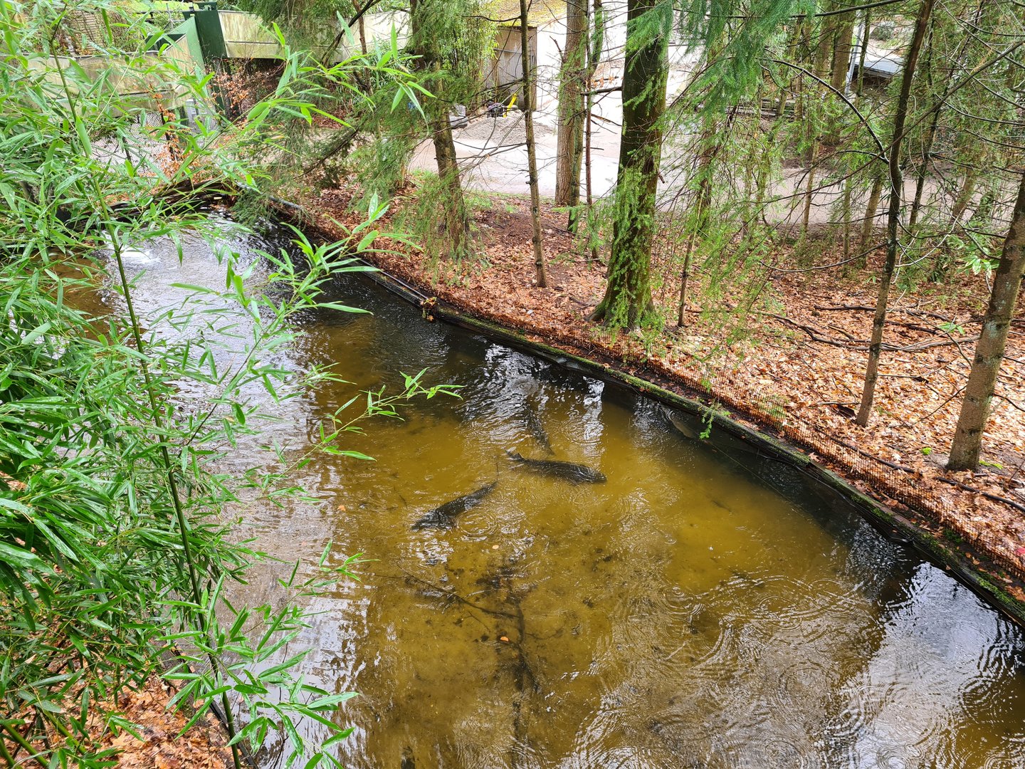 Monkey tree path - Sturgeon pool