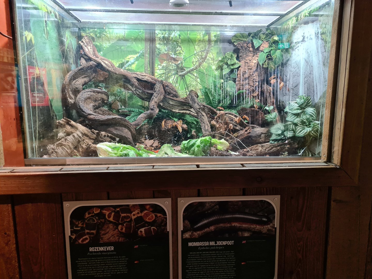 Monkey tree path - Terrarium for Millipedes and Sun beetles