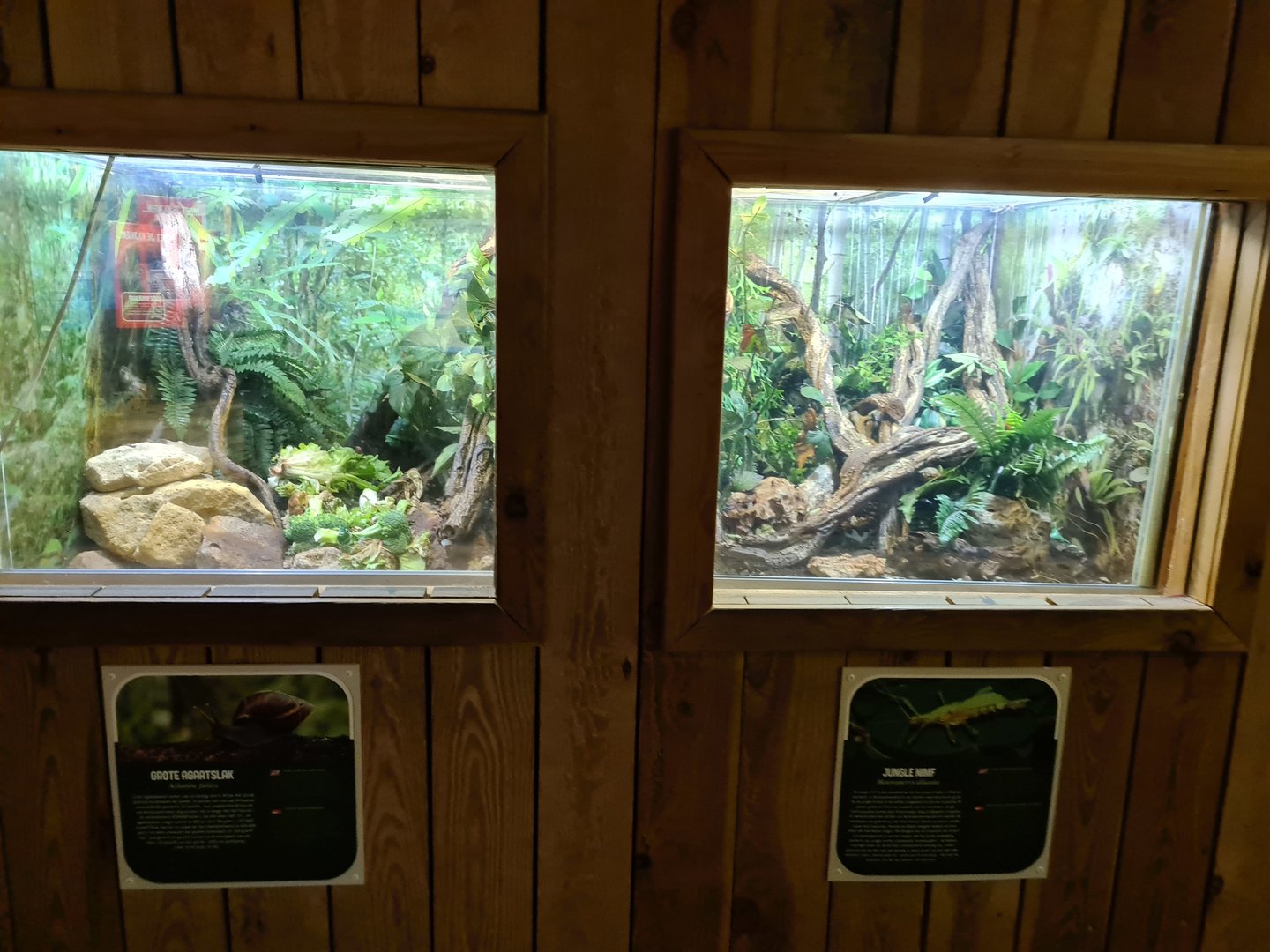 Monkey tree path - Terrariums for Giant land snails and Jungle nymphs