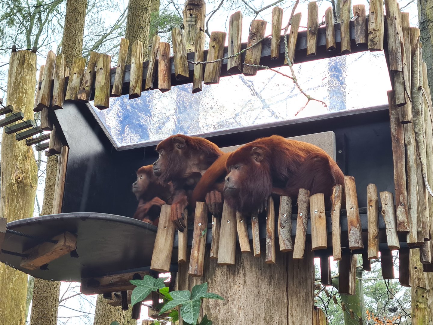 Monkey tree path - Venezuelan red howlers