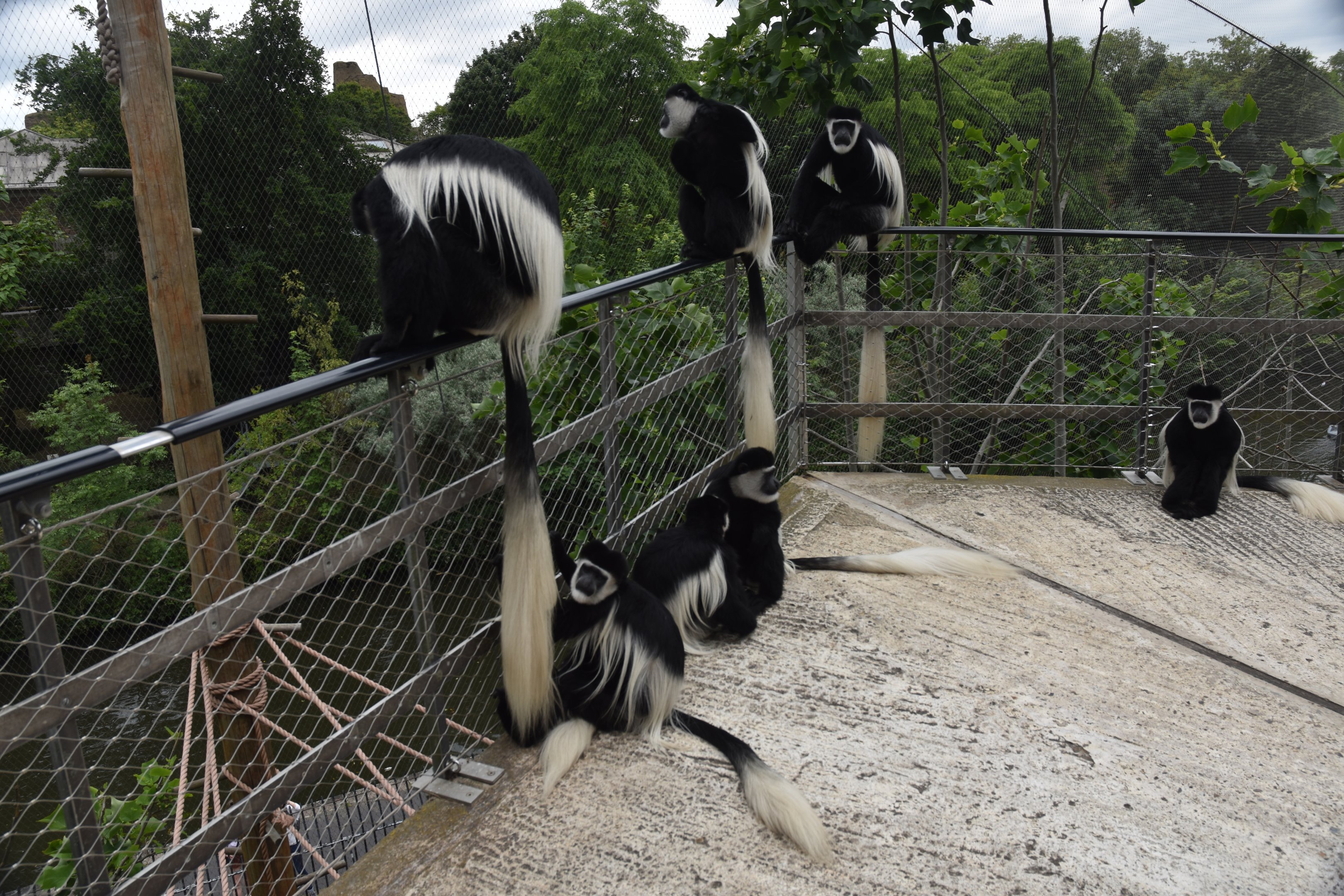 Monkey Valley (Snowdon Aviary) at London, 22nd June 2024