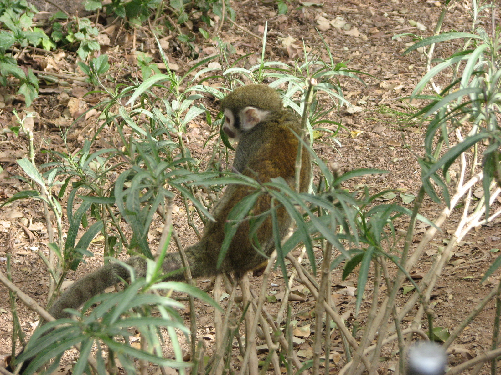 Monkey Village Common Squirrel - Monkey