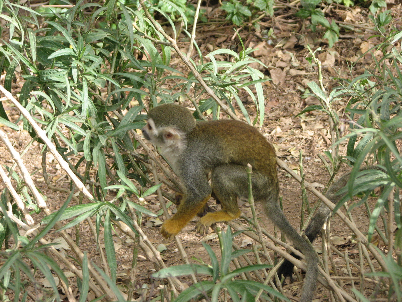 Monkey Village Common Squirrel - Monkey
