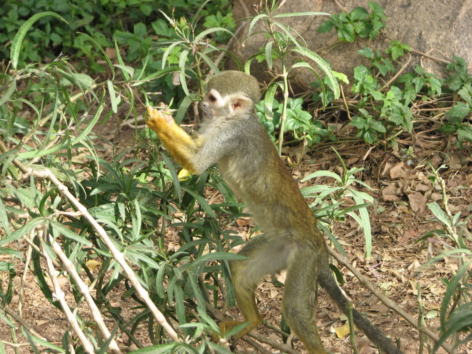 Monkey Village Common Squirrel - Monkey