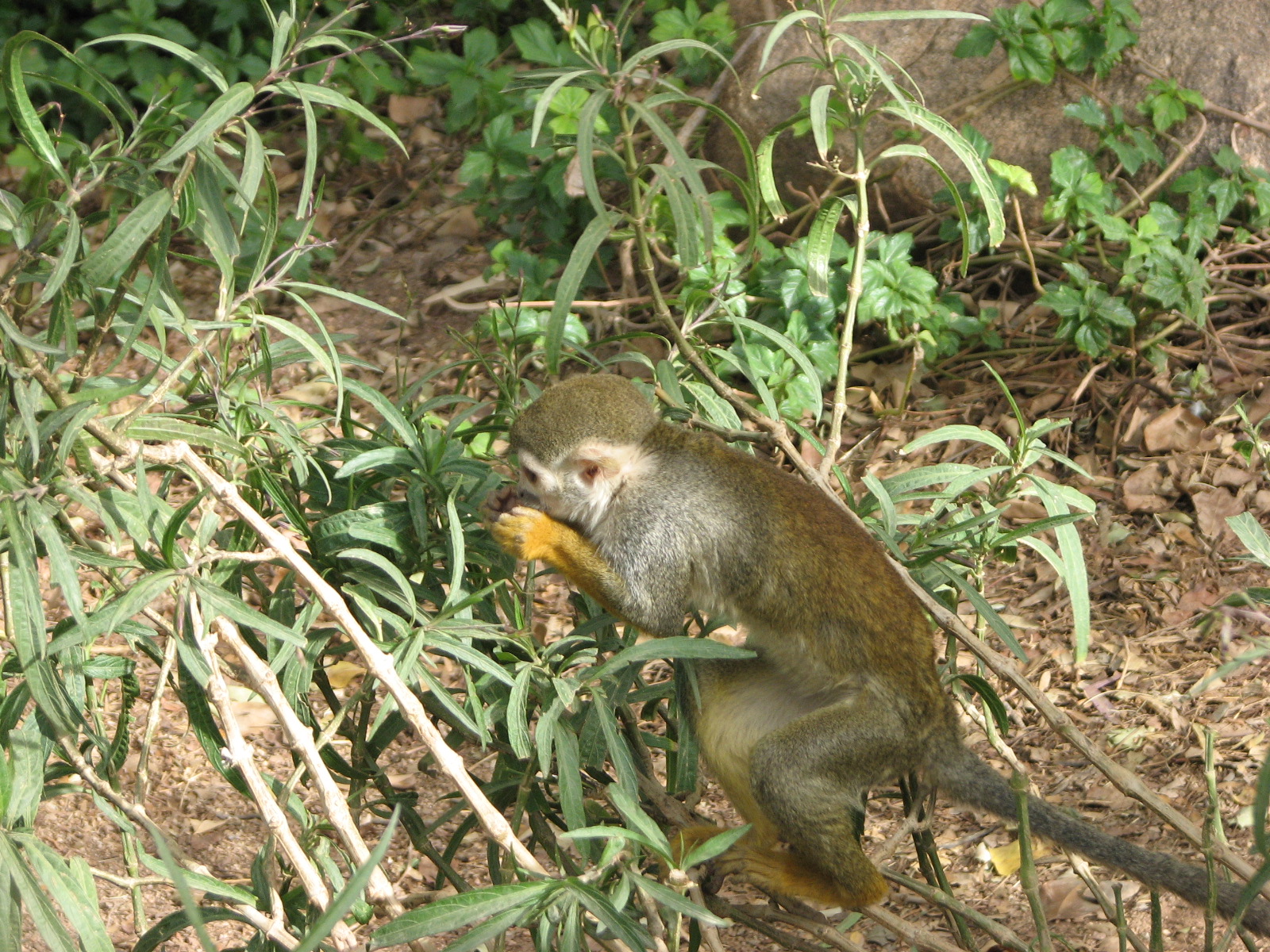Monkey Village Common Squirrel - Monkey