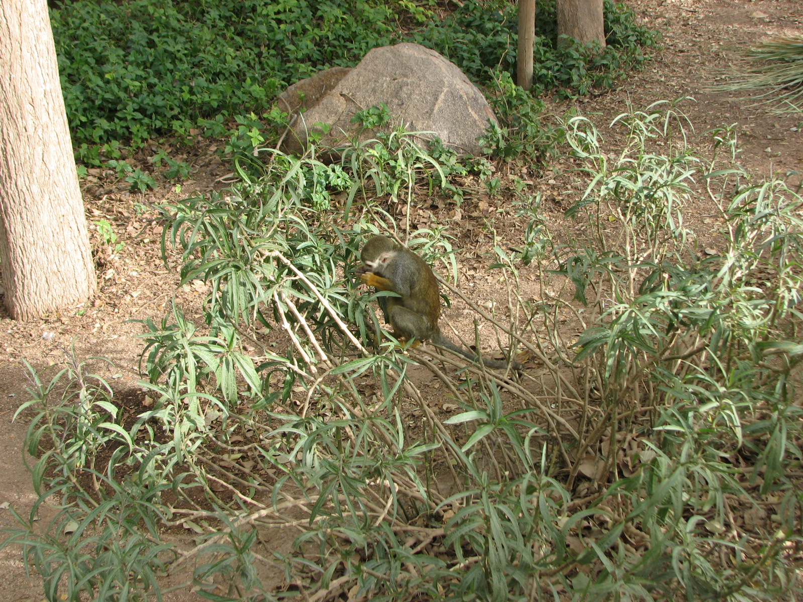 Monkey Village Common Squirrel - Monkey