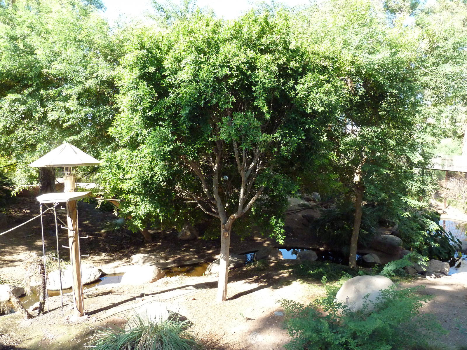Monkey Village - Walk-Through Squirrel Monkey Exhibit