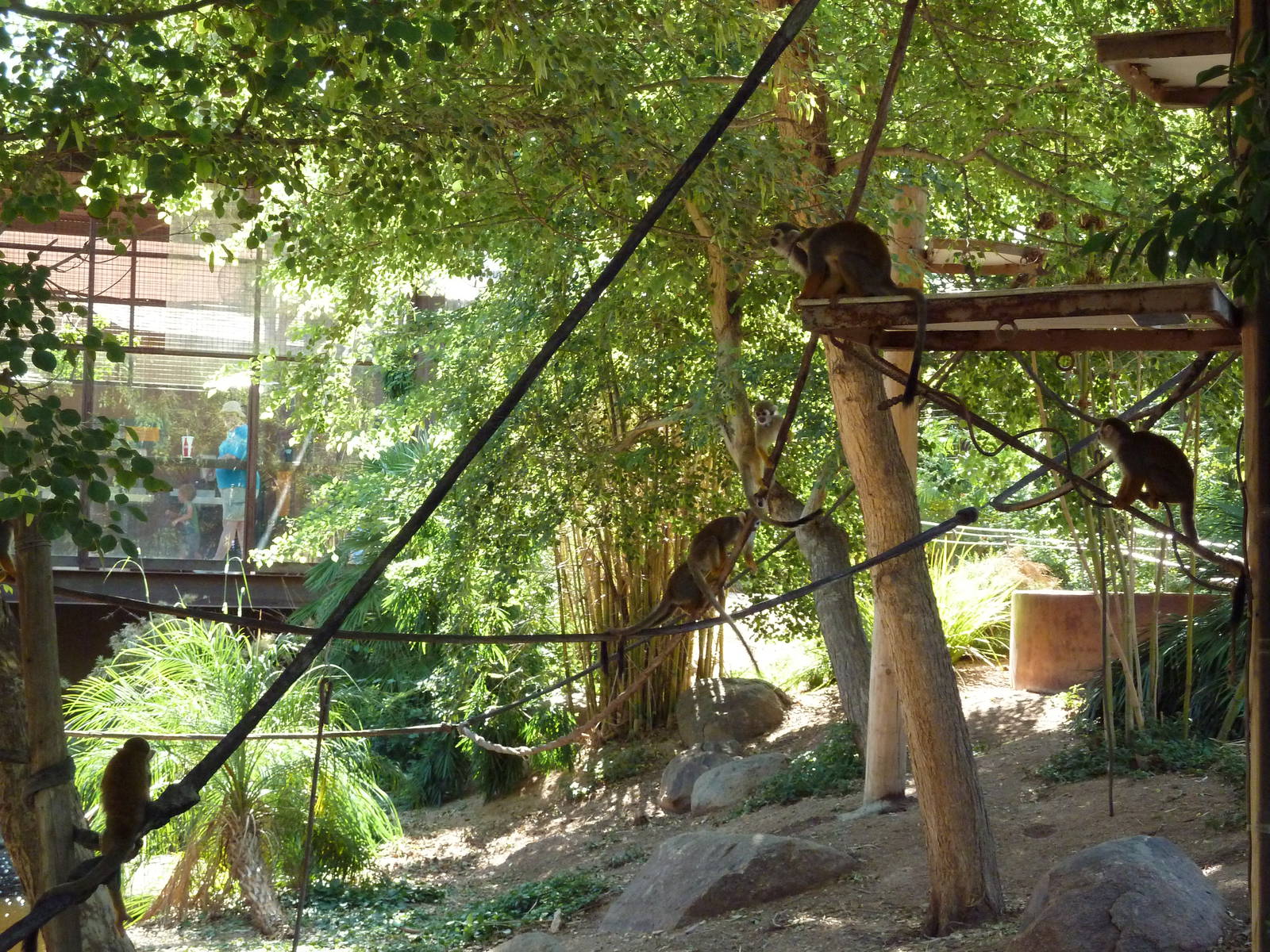 Monkey Village - Walk-Through Squirrel Monkey Exhibit