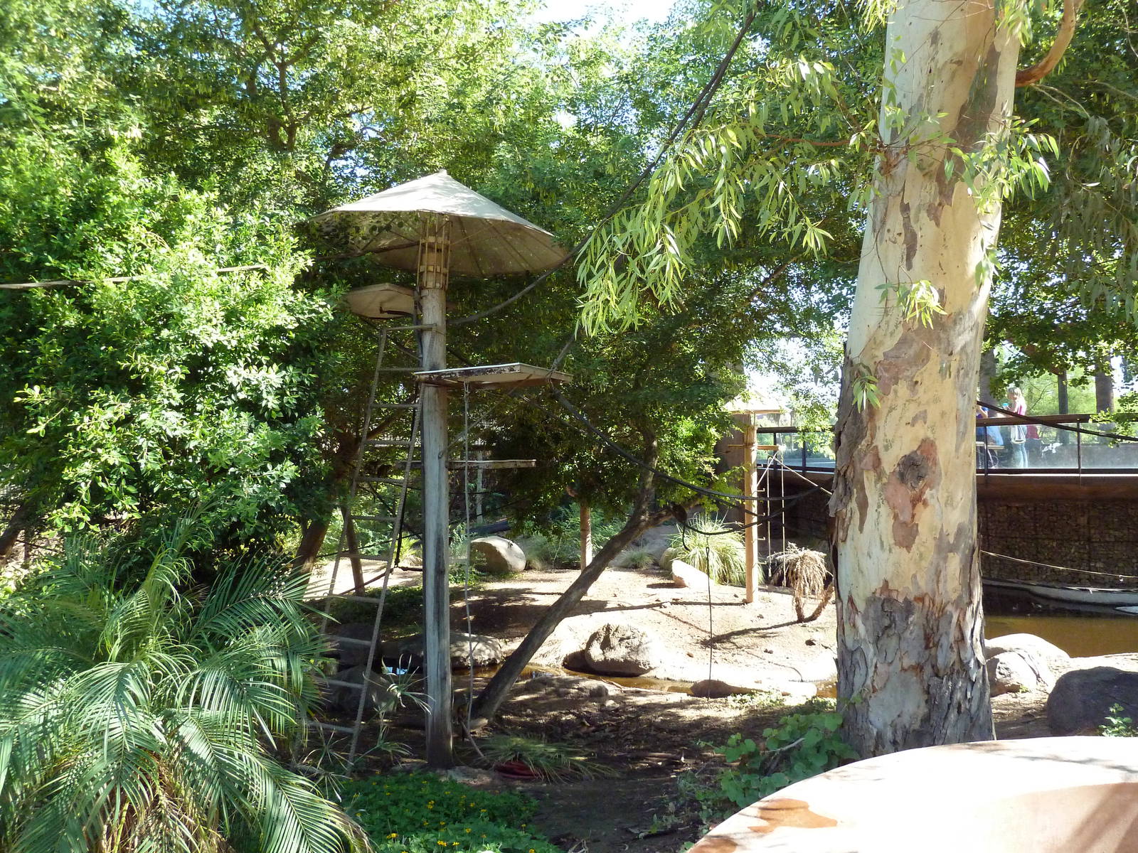 Monkey Village - Walk-Through Squirrel Monkey Exhibit