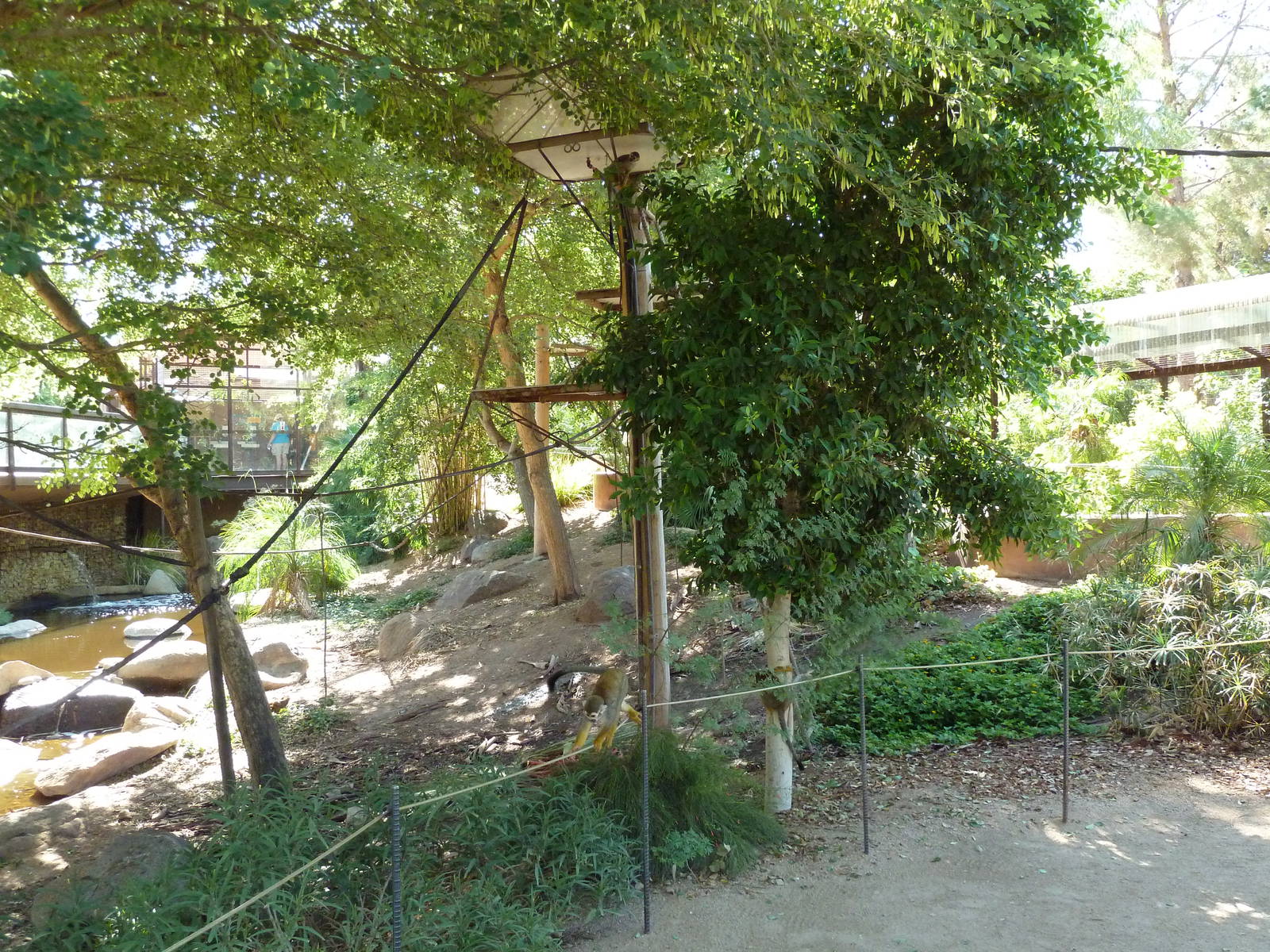 Monkey Village - Walk-Through Squirrel Monkey Exhibit