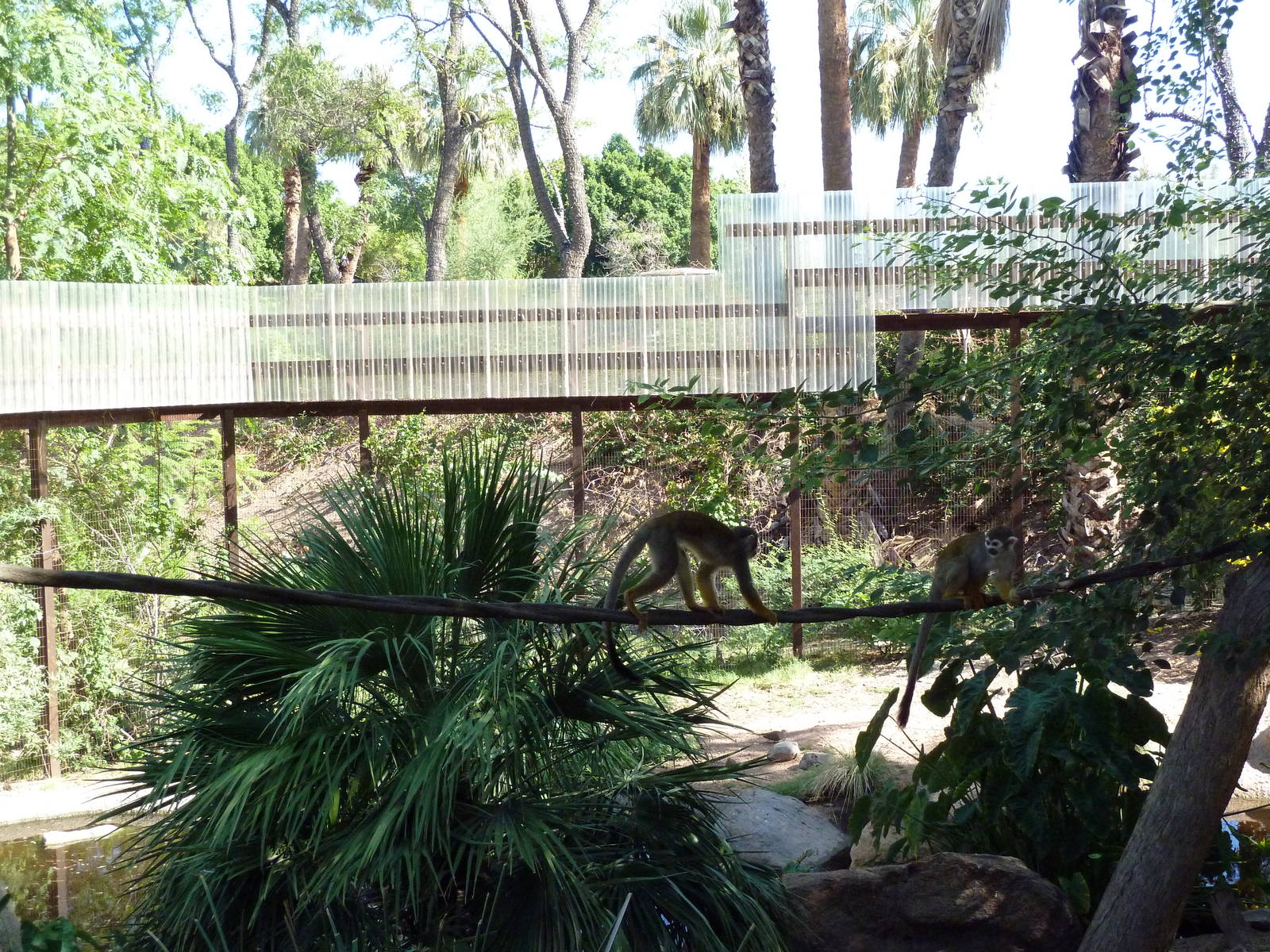 Monkey Village - Walk-Through Squirrel Monkey Exhibit