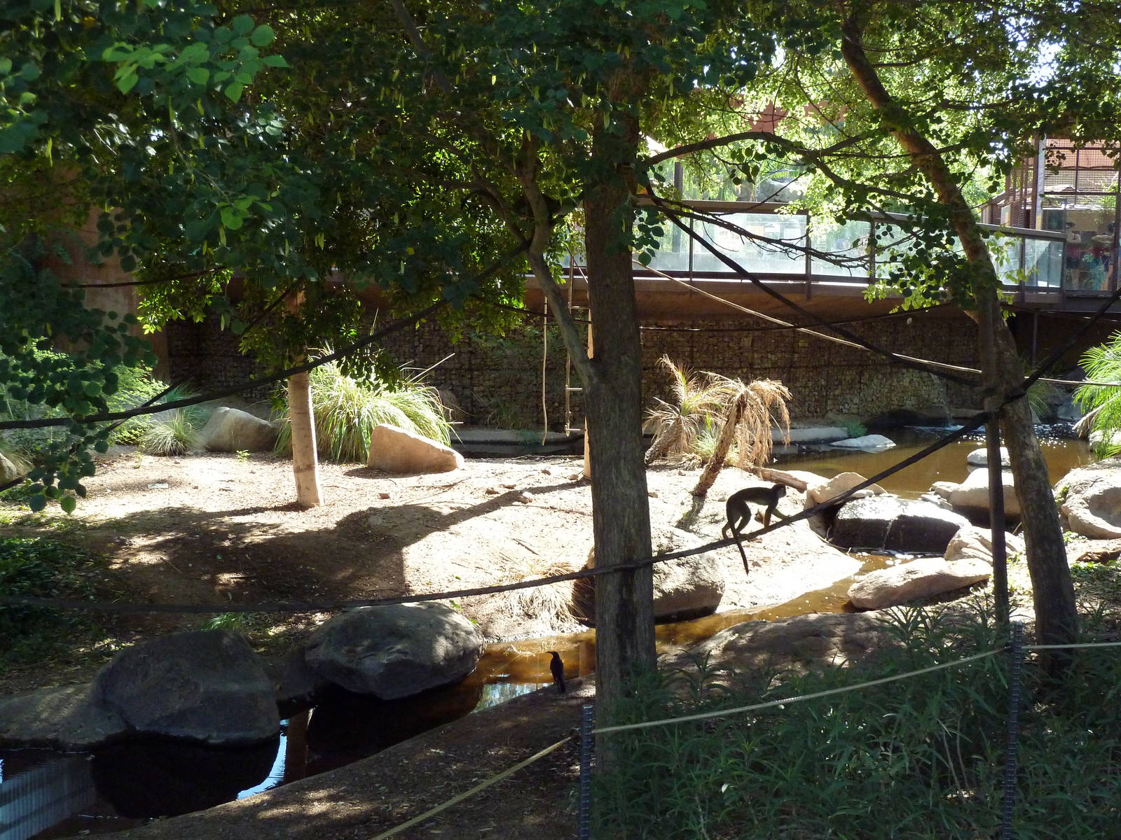 Monkey Village - Walk-Through Squirrel Monkey Exhibit