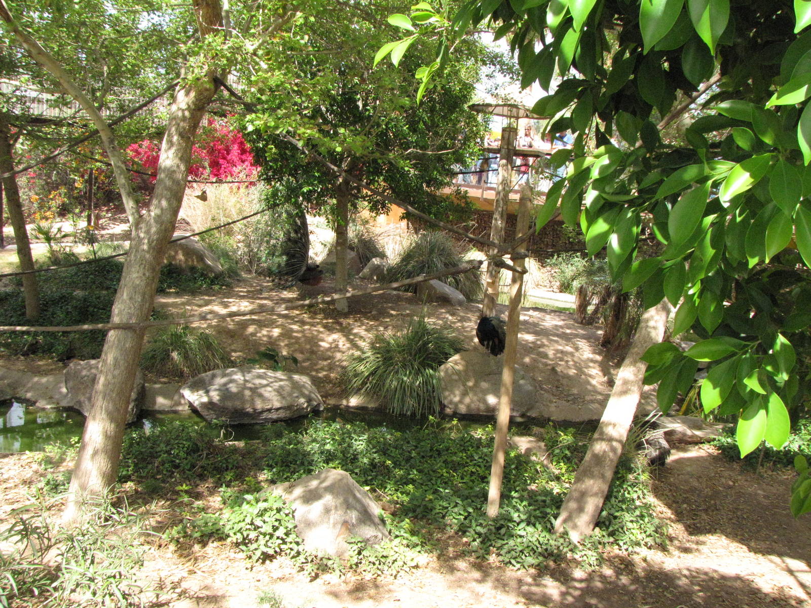 Monkey Village