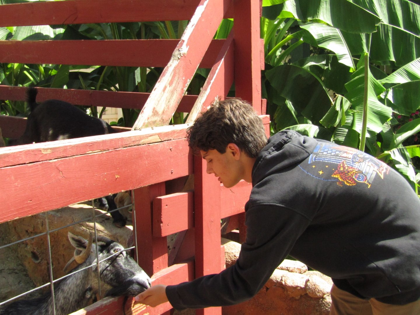 MonkeyBat Meets Goat