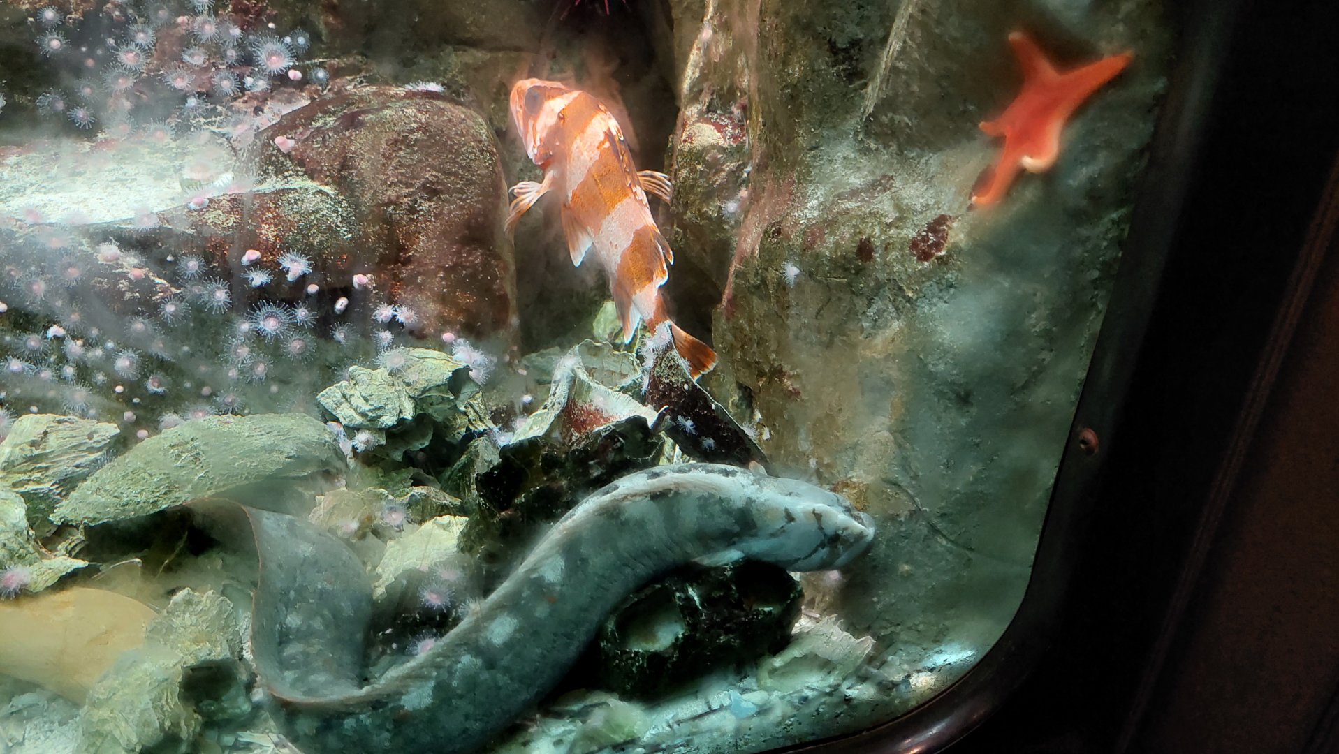 Monkeyface prickleback and Flag rockfish