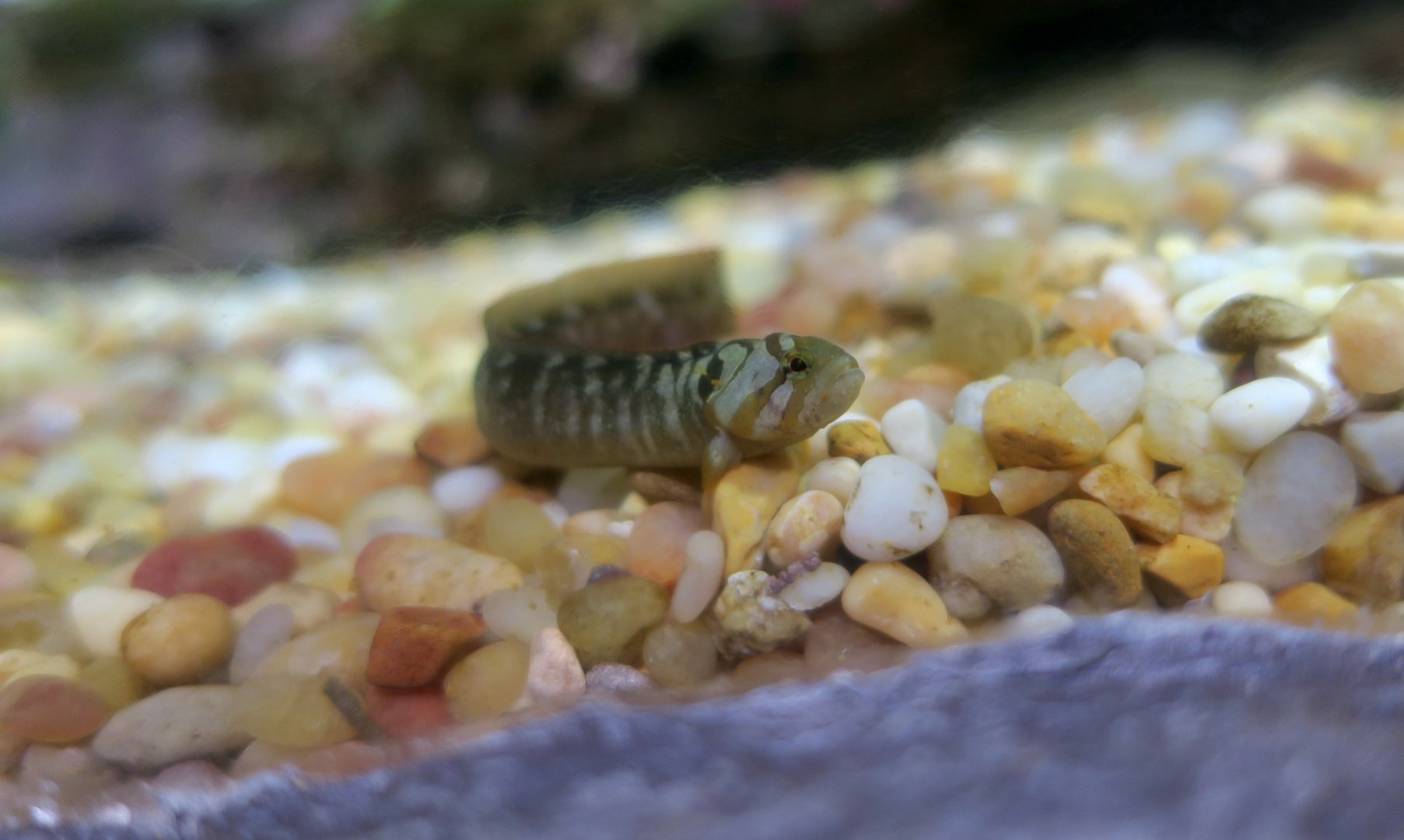 Monkeyface Prickleback (Cebidichthys violaceus) young