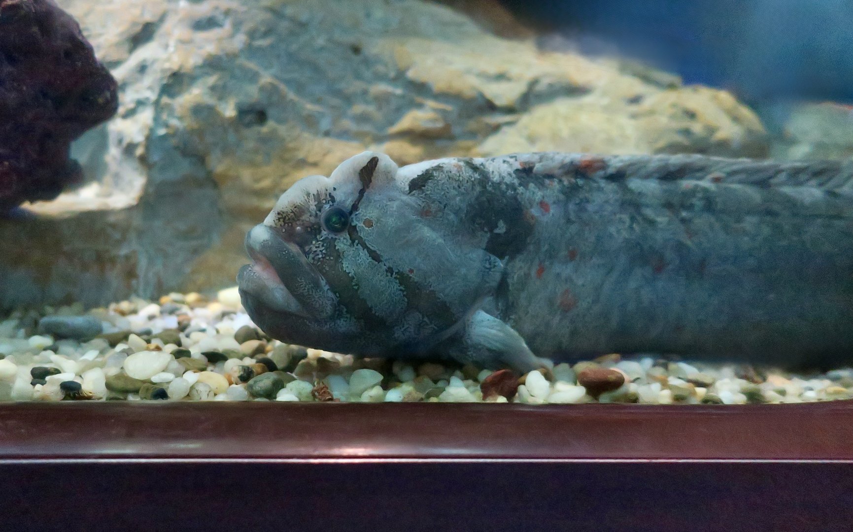 Monkeyface Prickleback (Cebidichthys violaceus)