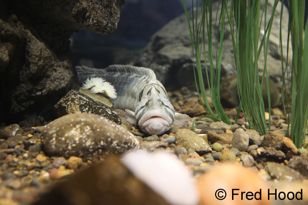 monkeyface prickleback