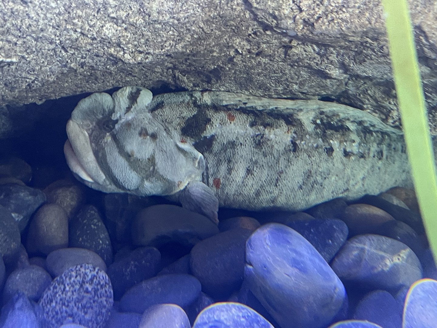 Monkeyface Prickleback