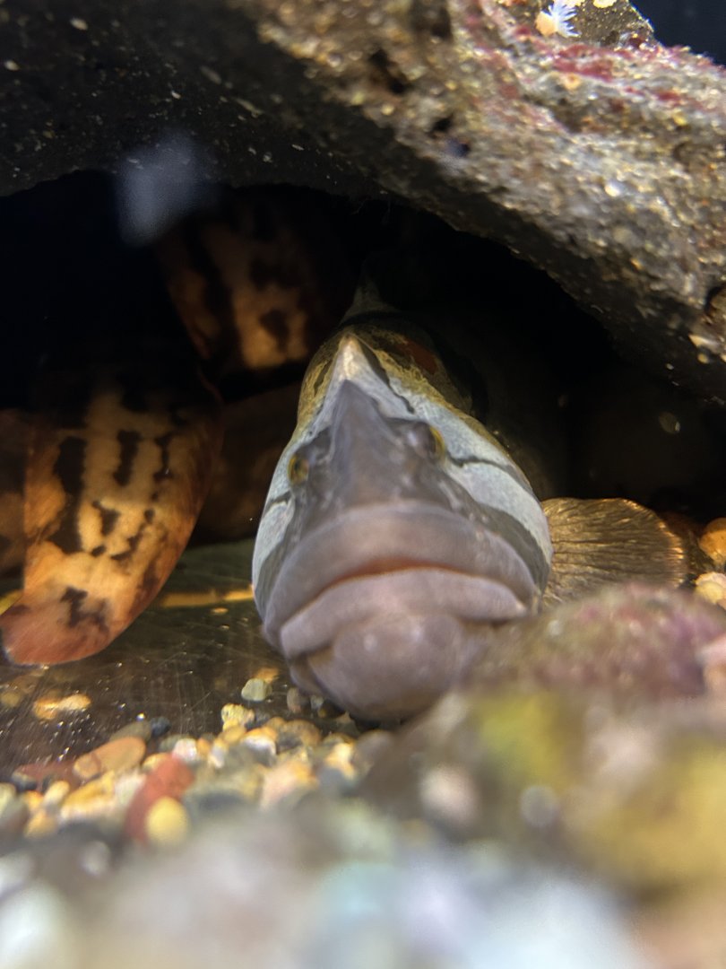 Monkeyface Prickleback